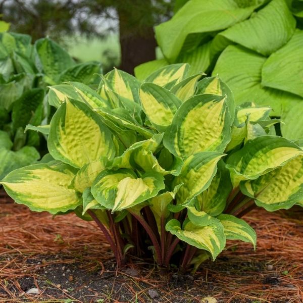 Island Breeze Hosta image