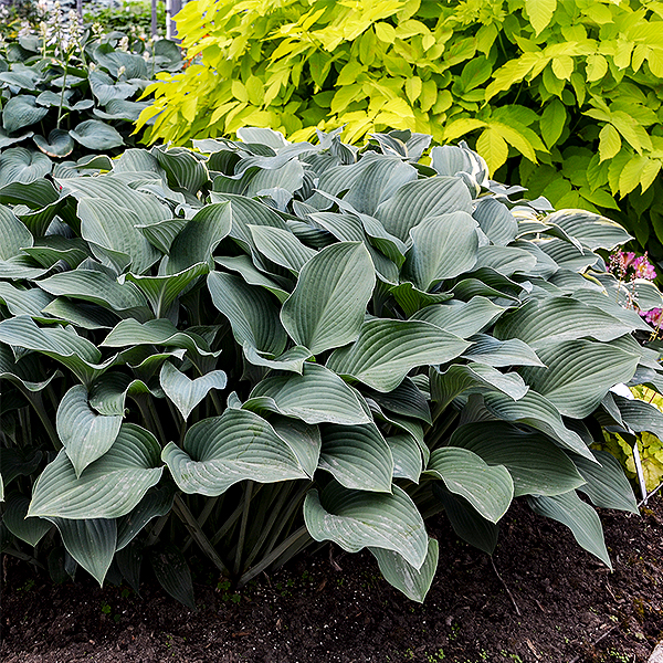 Krossa Regal Hosta image