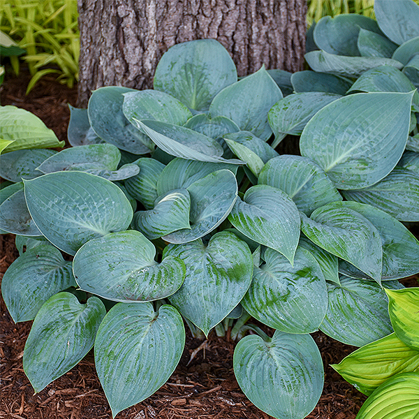 Prairie Sky Hosta image