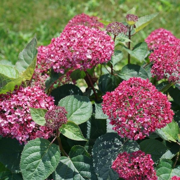Invincibelle Garnetta Hydrangea image