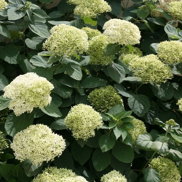 Lime Rickey Smooth Hydrangea image