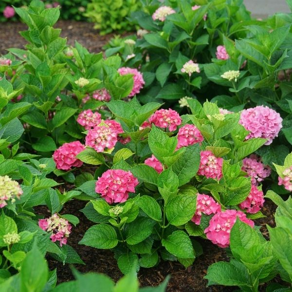 Lets Dance Big Band Hydrangea image