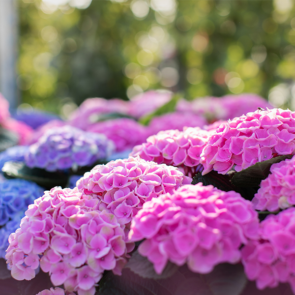 Elizabeth Ashley Hydrangea image