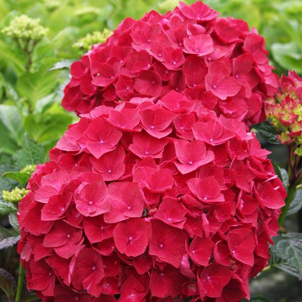 Magical Ruby Red Hydrangea image