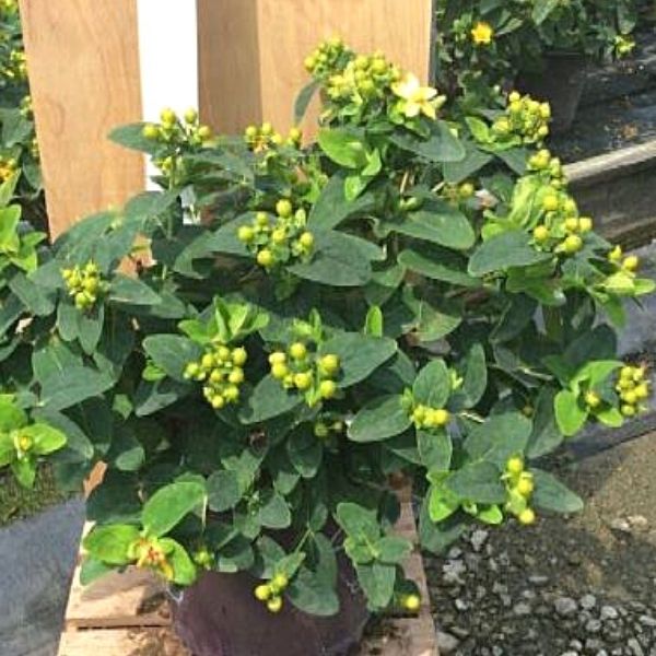 Green Hypericum image