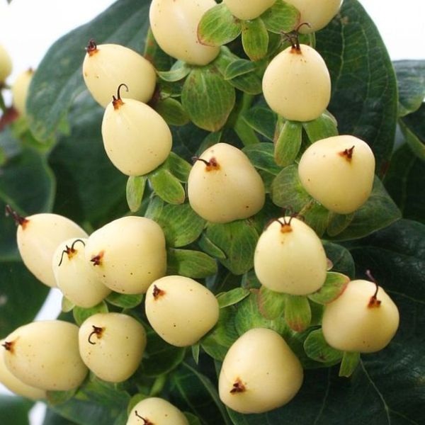 First Editions White Hypericum image