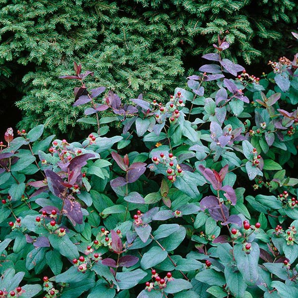 Albury Purple St. Johnswort image