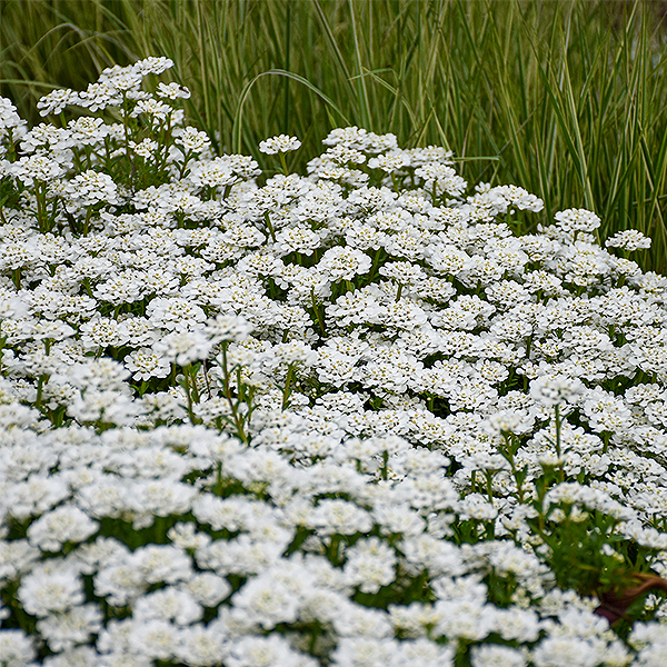 Alexander's White Candytuft image