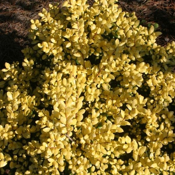 Drops Of Gold Japanese Holly image