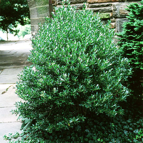 Densa Inkberry Holly image