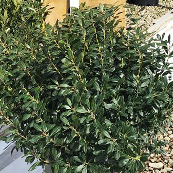 Green Magic Inkberry Holly image