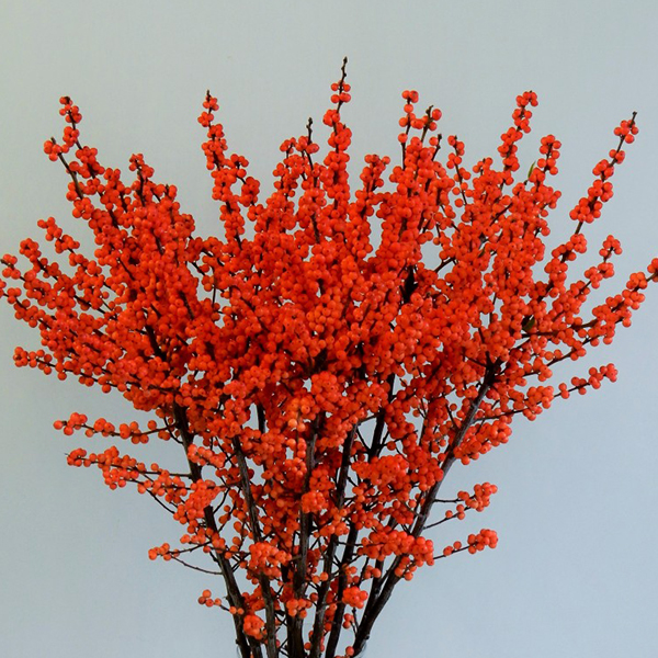Magical Daydream Winterberry Holly image