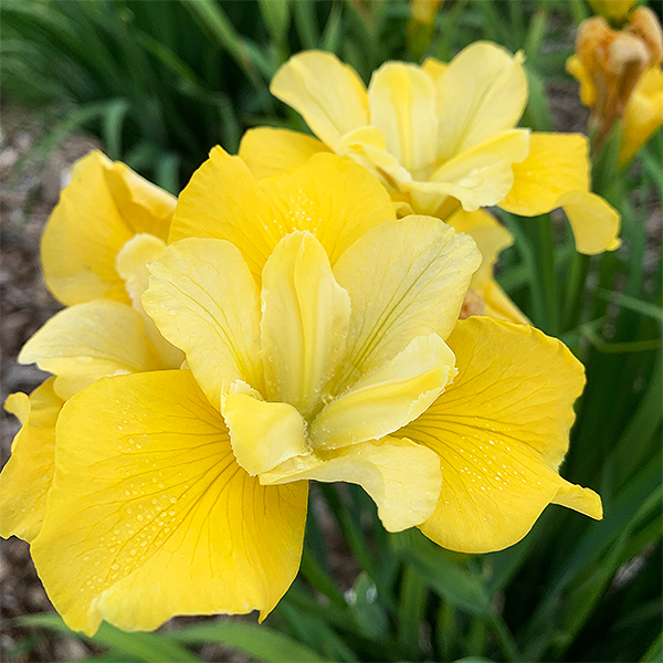 Sunfisher Siberian Iris image