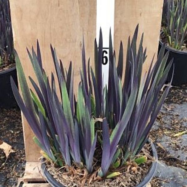Purple Flame Iris image
