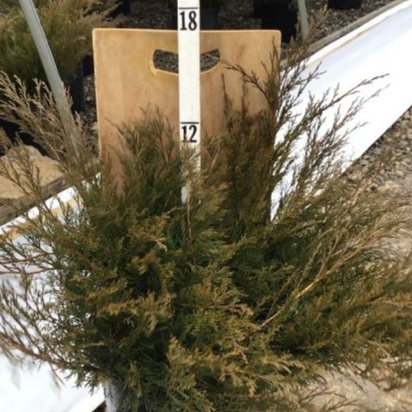 Sierra Spreader Juniper image