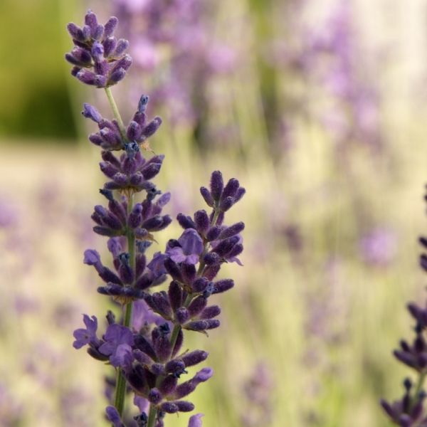 Avignon Early Blue Lavender image