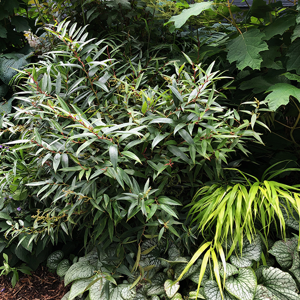 ReJoyce Coast Leucothoe image