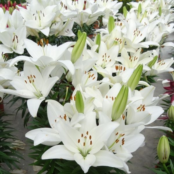 Tiny Crystal Asiatic Lily image