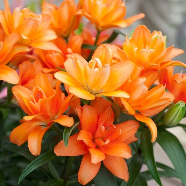 Tiny Double You Asiatic Lily image