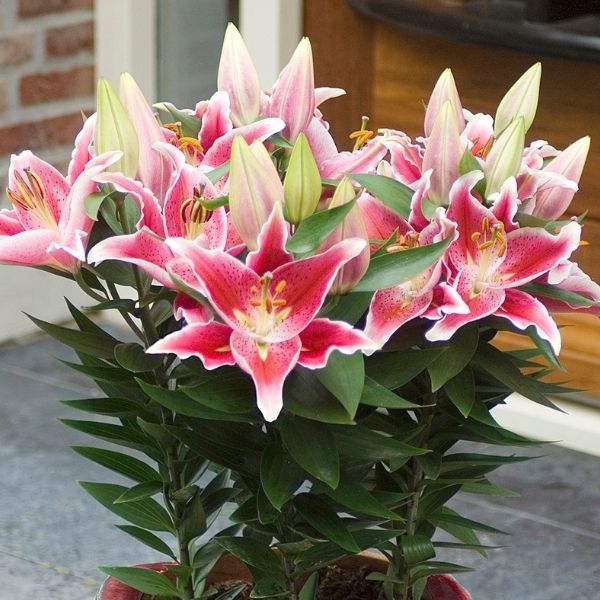 After Eight Oriental Lily image