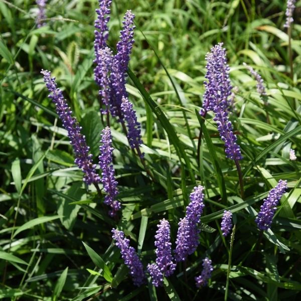 Royal Purple Lilyturf image