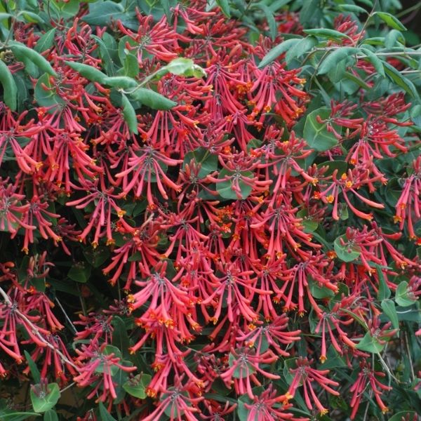 Major Wheeler Honeysuckle image