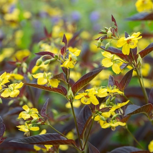 Purple Lance-Leaved Loosestrife image