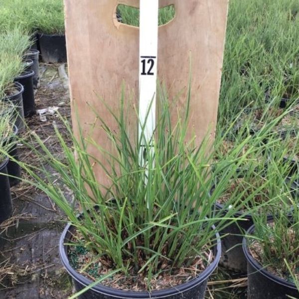 Scout Maiden Grass image