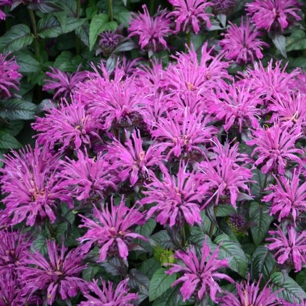 Rockin Raspberry Bee Balm image