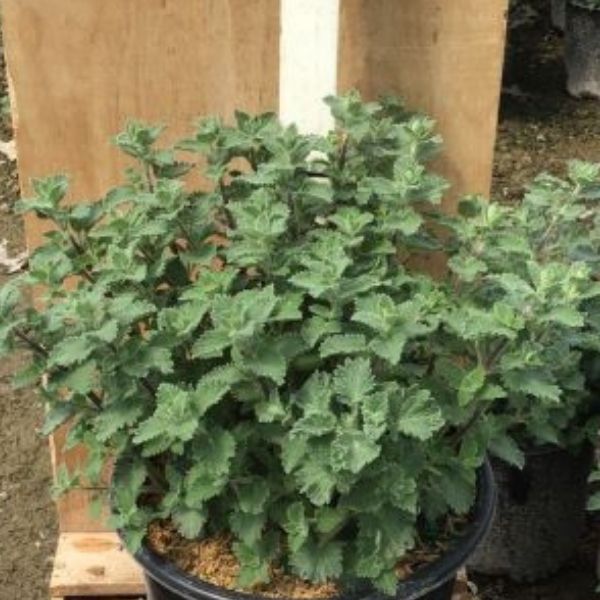 Dropmore Ornamental Catmint image