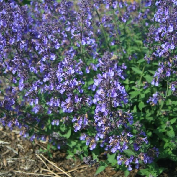 Junior Walker Catmint image