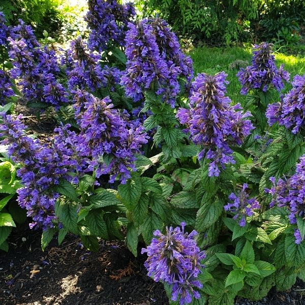 Neptune Catmint image