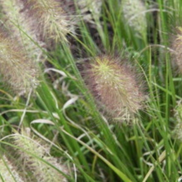 Hush Puppy Fountain Grass image