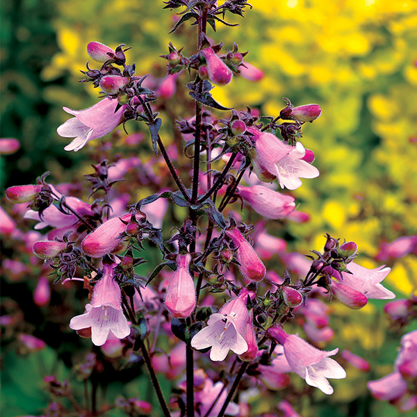 DAKOTA Verde Penstemon image