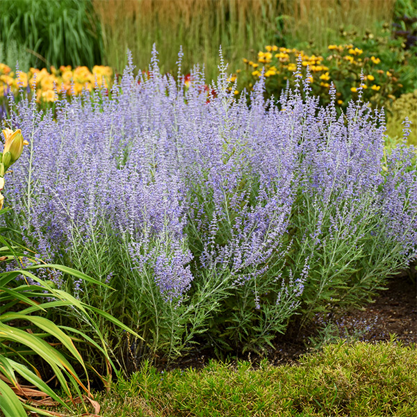 Blue Jean Baby Russian Sage image