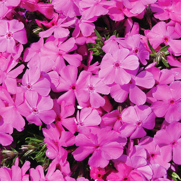 Drummond Pink Creeping Phlox image