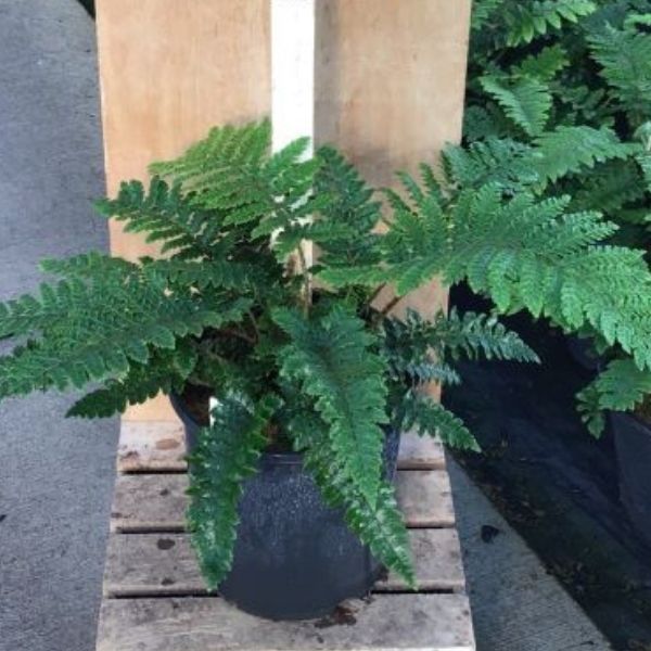Tassel Fern image