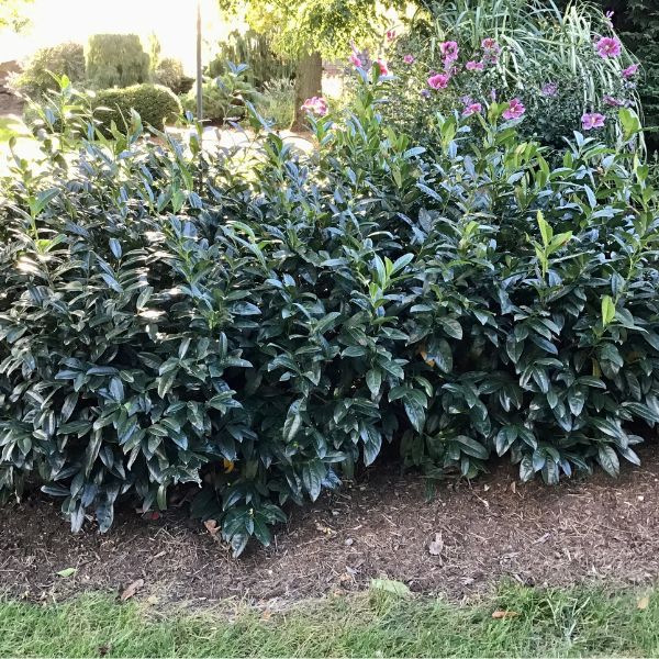 Zimmerman Cherry Laurel image