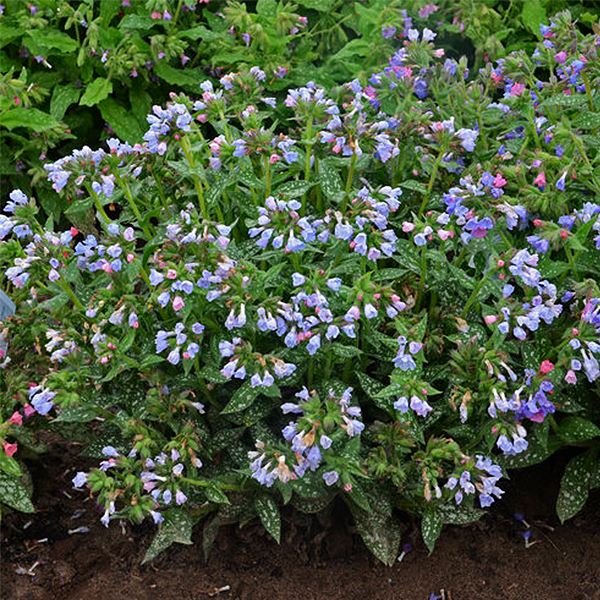 Twinkle Toes Lungwort image