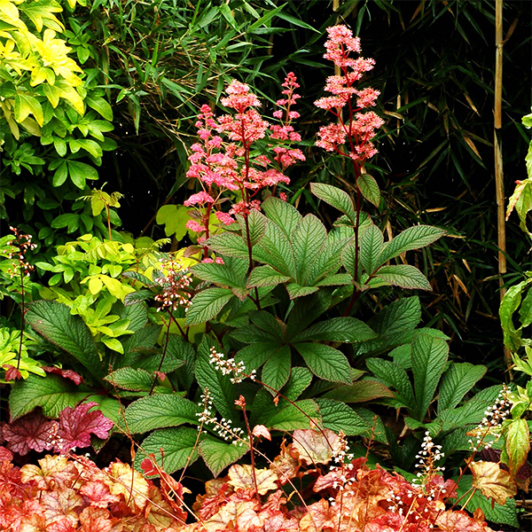 Bronze Peacock Rodgersia image