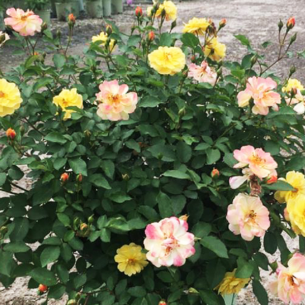Color Cocktail Rose image