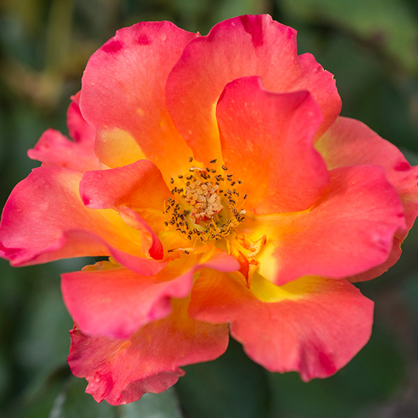 Sunset Horizon Rose image