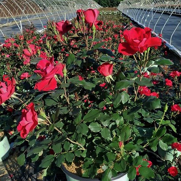 Miracle On The Hudson Rose image