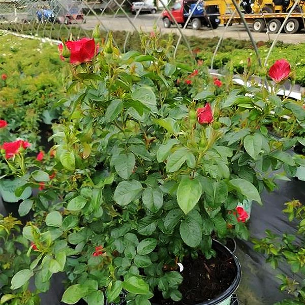 Red Streamer Climbing Rose image