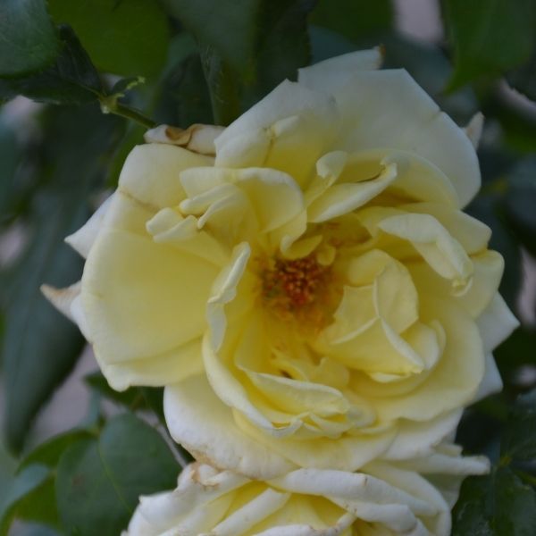 Simply Color Rose image
