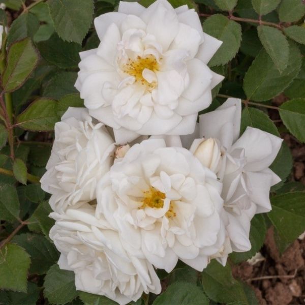 Whipped Cream Rose image
