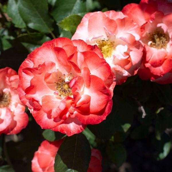 Color Splash Rose image