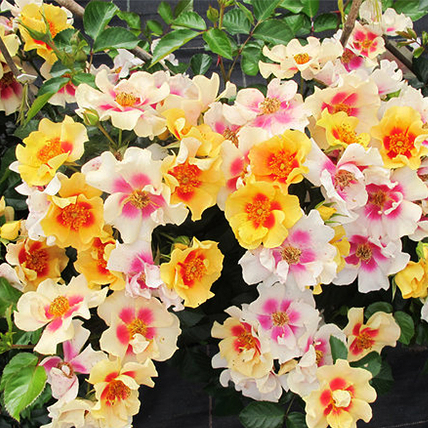 Ringo Rose image
