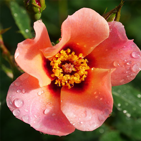 Ringo All-Star Rose image