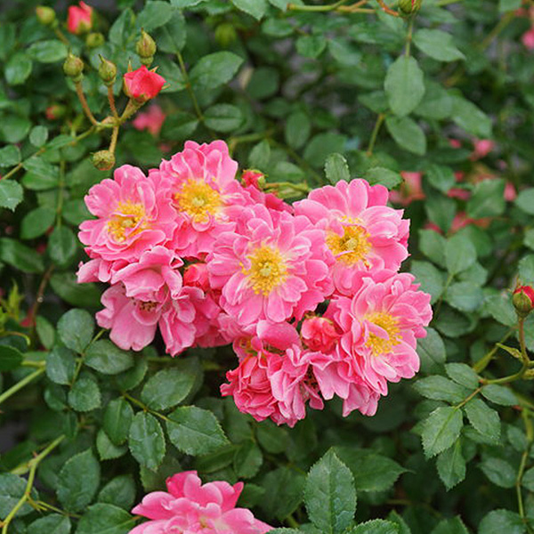 Color Choice Oso Easy Pink Double Rose image